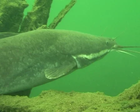 Catfish Stock Footage 978047