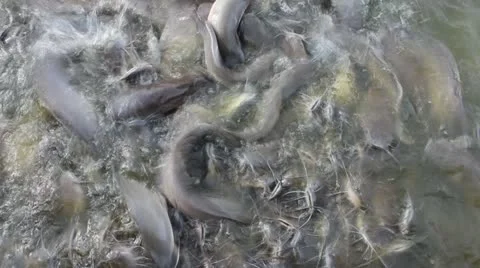 Catfish Stockbeeldmateriaal 20454743