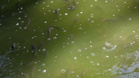 Catfish Stock Footage 22292671