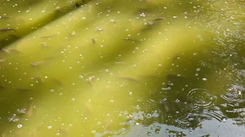 Catfish Stock Footage 22292706