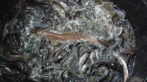 Catfish Stock Footage 122543695