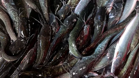Catfish Stock Footage 210795487