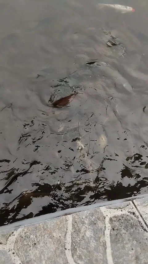 Catfish Stock Footage 292045577