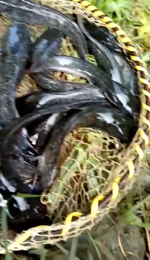 Catfish harvest Stock Footage 220820927
