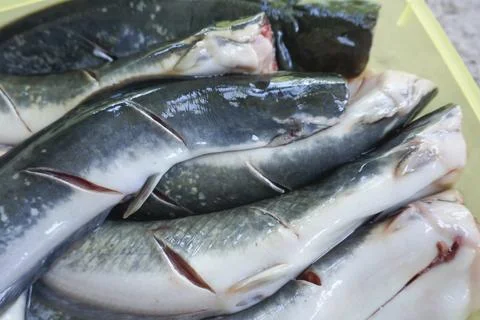 Catfish that has been cleaned, ready to be cooked, top view, close up Stock Photos