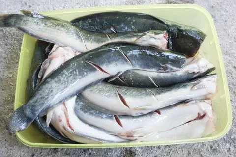 Catfish that has been cleaned, ready to be cooked, top view Stock Photos