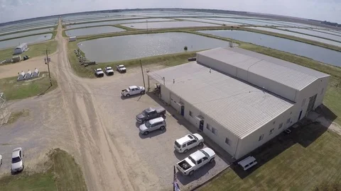 Catfish Hatchery 스톡 동영상 70600590