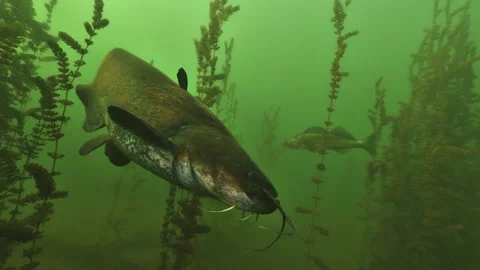 Catfish head in close up, forked barbel from malformation or damaged regrowth Stock Footage 346559671