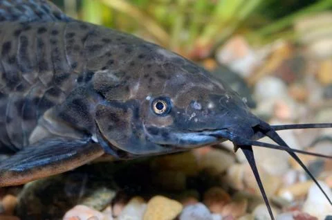 Catfish head Stock Photos