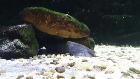 Catfish hiding in a gap between sand and rocks in an aquarium. Stock Footage 241322951