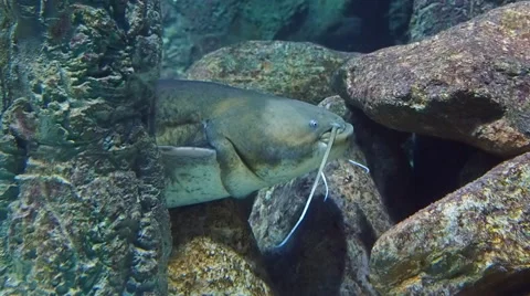 The catfish hiding in the stones Stock Footage 60031338