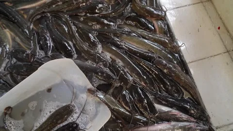 Catfish inside a water container at a traditional market. Vídeo Stock 337416068
