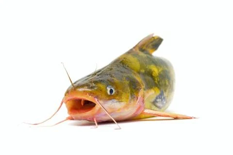 Catfish isolated on white background Stock Photos