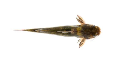 Catfish isolated on white background Foto stock