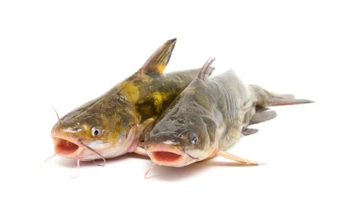 Catfish isolated on white background Stock Photos