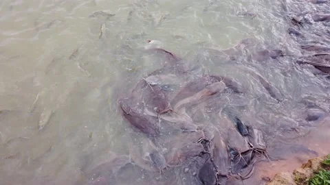 A catfish in the lake. Stock Footage 135789701