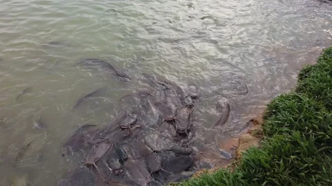 A catfish in the lake. Stock Footage 135789816