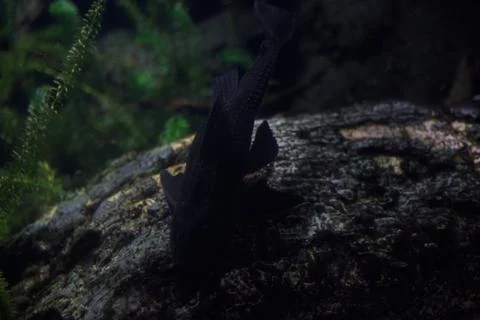 Catfish on a log Stock Photos
