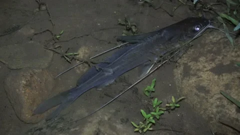 Catfish, Malaysia 스톡 동영상 130926287