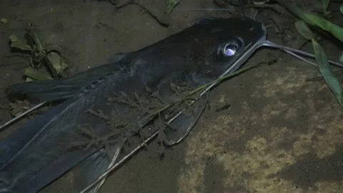 Catfish, Malaysia Stockbeeldmateriaal 130926412