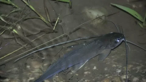 Catfish, Malaysia Stock Footage 130926482