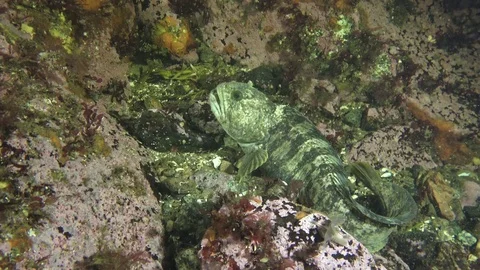 Catfish MS Stock Footage 79052392