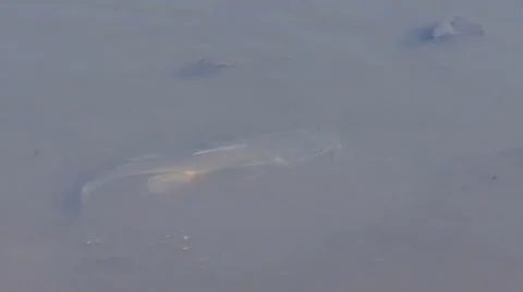 Catfish In Muddy Water Stock Footage 948233