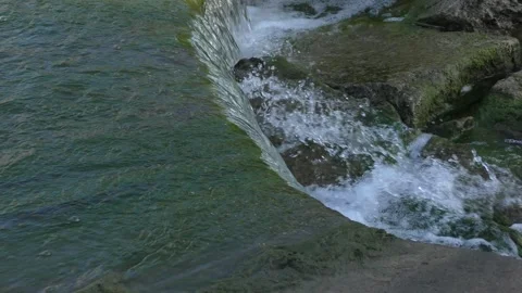 Catfish overcome a wall, trying to get a better life higher in the river Stockbeeldmateriaal 277536914