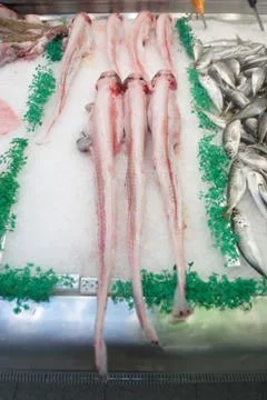 Catfish Stock Photos