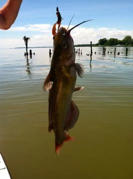 Catfish Photos