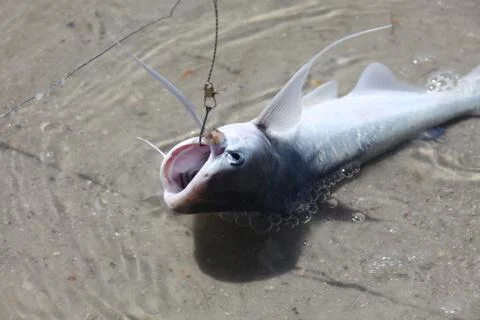 Catfish Stock Photos