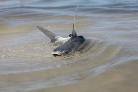 Catfish Stock Photos