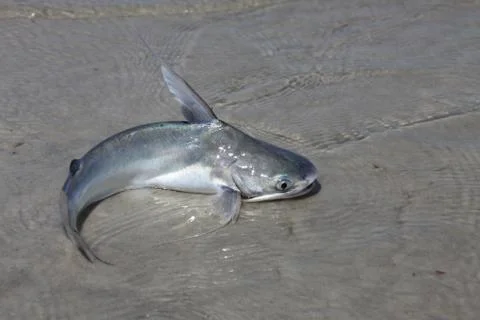 Catfish Stock Photos