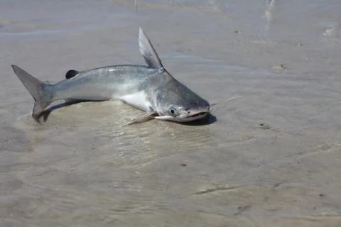 Catfish Stock Photos