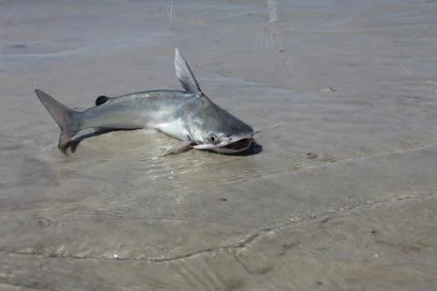 Catfish Stock Photos