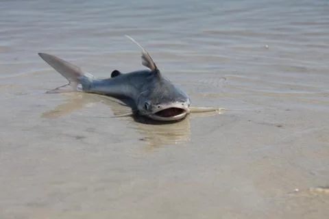 Catfish Stock Photos