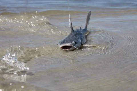 Catfish Stock Photos