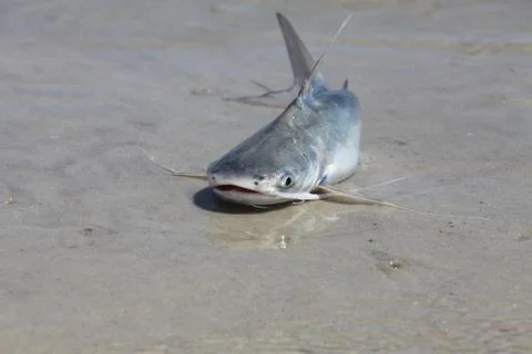 Catfish Stock Photos