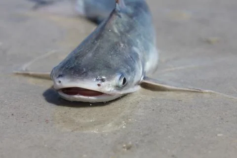 Catfish Stock Photos