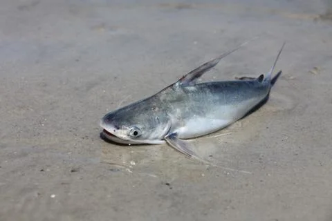 Catfish Stock Photos