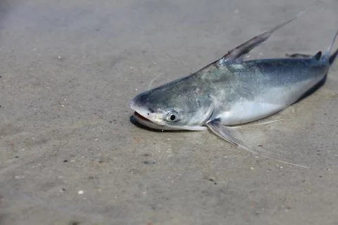 Catfish Stock Photos