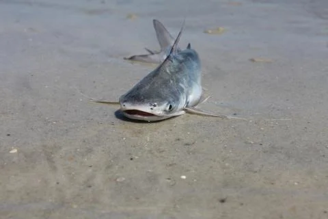 Catfish Stock Photos