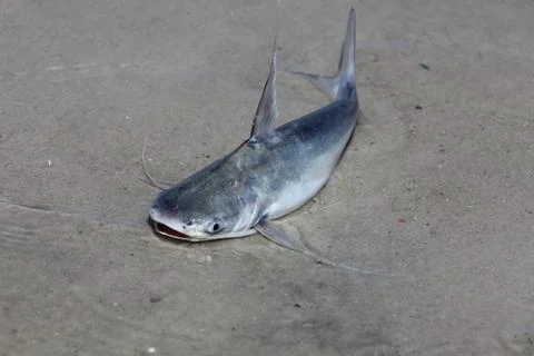 Catfish Stock Photos