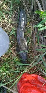 Catfish  写真素材