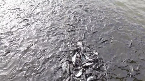 The catfish pond that is being drained looks very much fish Stock Footage 287103221