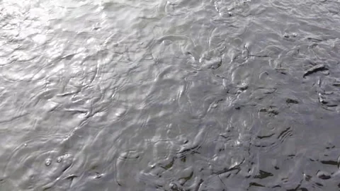 The catfish pond that is being drained looks very much fish 動画素材 287103282