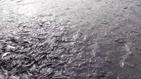 The catfish pond that is being drained looks very much fish Stock Footage 287103299