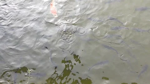 The catfish pond that is being drained looks very much fish Stock Footage 287103443