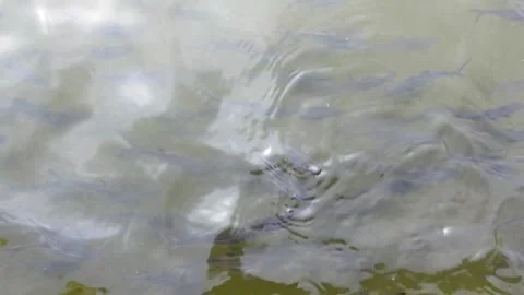 The catfish pond that is being drained looks very much fish Stock Footage 287103575