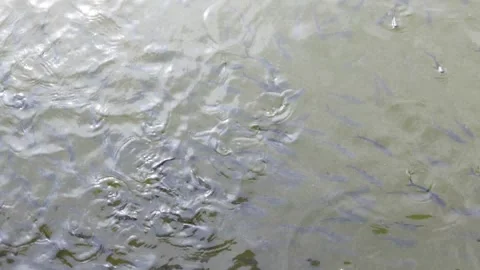 The catfish pond that is being drained looks very much fish Stock Footage 287103604